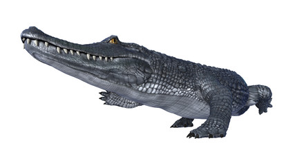 Fototapeta premium 3D Rendering Alligator Caiman on White