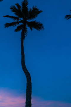 Palm Silouette