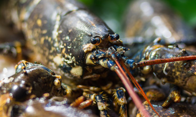 Fresh frozen lobster on ice