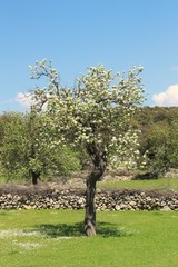Obraz premium almond tree white blossoms in spring