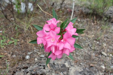 oleander bouquet