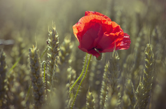 poppy