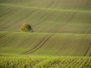 Hügeliges Ackerland