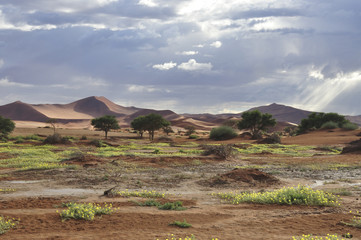 Namib desert. Small patches of plant life