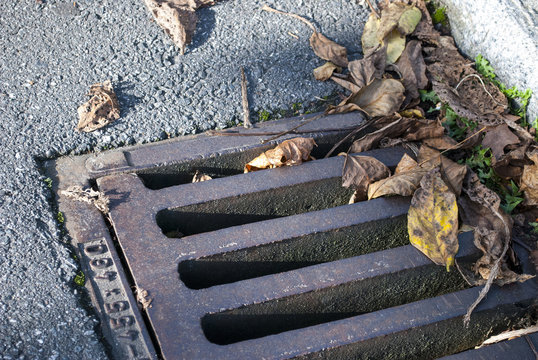 Kanaldeckel / Gulli mit Laub im Hebrst