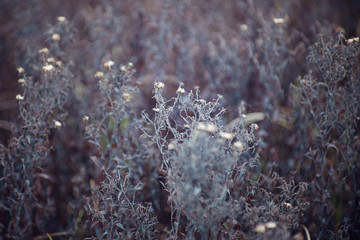 Autumn field landscape. An autumn background with wild flowers