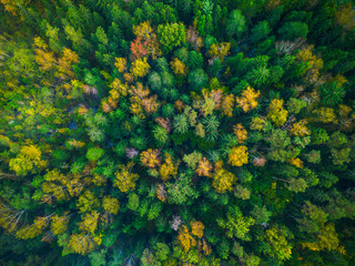 Fototapeta premium Drone photo of colorful trees in Lithuania, Europe