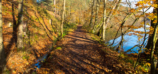 Fototapeta premium Waldweg im Herbst
