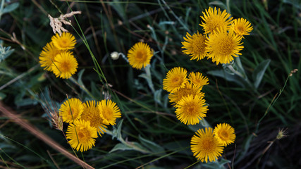 Chamomiles yellow in the dark evening