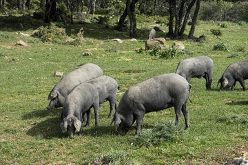 Animales de Granja, Cerdo