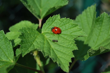 Marienkäfer (Coccinellidae) mit Ameise auf Blättern