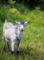 A young goat grazes in a meadow. Portrait of a funny goat. The goat is looking at the camera.