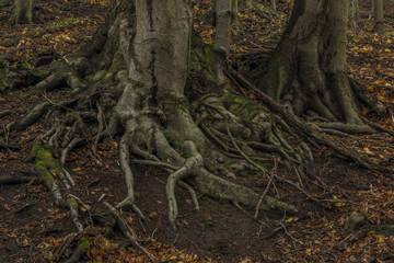 Forest in Prucelska valley over river Labe
