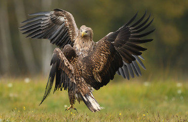 White tailed Eagle (Haliaeetus albicilla)