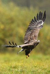 White tailed Eagle (Haliaeetus albicilla)