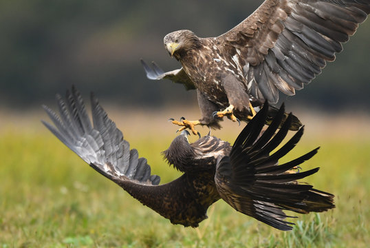 White tailed Eagle (Haliaeetus albicilla)