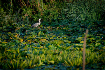 Grey Heron in the Danube Delta Romania