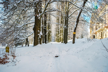 Winterwald