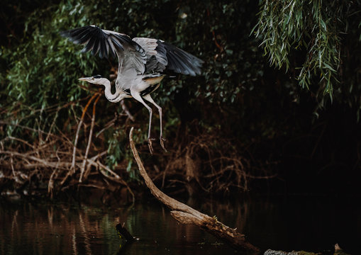 Grey Heron also known as Starcul Cenusiu or Ardea Cinerea in Latin flying in the Danube Delta