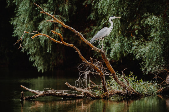 Danube Delta Grey Heron bird