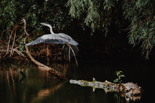 Grey Heron flying in Danube Delta Europe