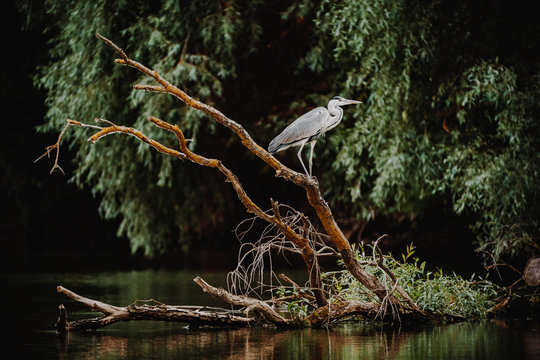 Danube Delta Grey Heron bird