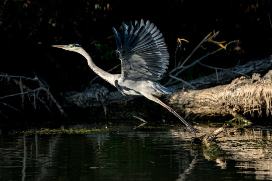 Grey Heron flying in the Danube Delta Romania