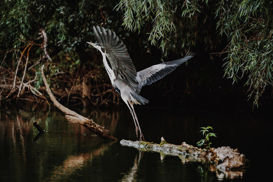 Grey Heron in Danube Delta wildlife photography