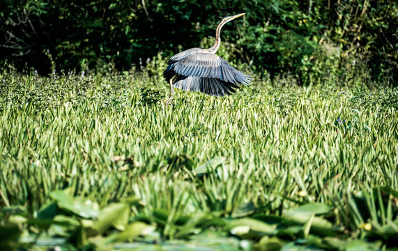 Danube Delta Grey Heron bird