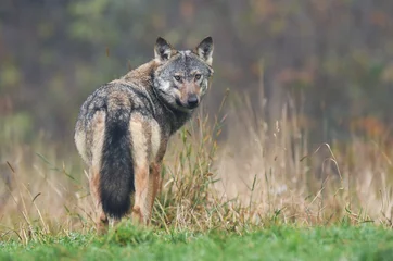 Cercles muraux Loup Loup gris (Canis lupus)