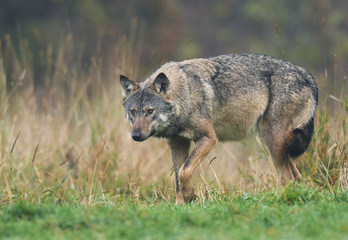 Gray wolf (Canis lupus)