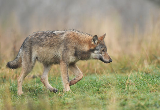 Fototapeta Gray wolf (Canis lupus)