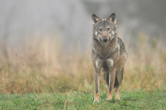 Gray wolf (Canis lupus)