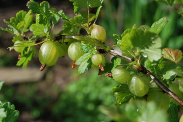 Stachelbeeren im Sonnenlicht