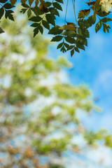 Fresh leaves on sky 