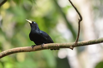 Yellow rumped cacique on the branch, Cacicus cela