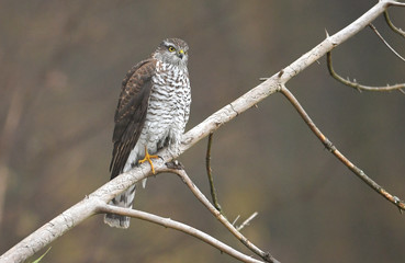 Euarsian sparrowhawk (Accipiter nisus)