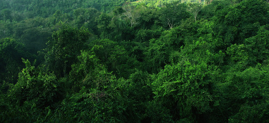 tropical rain forest