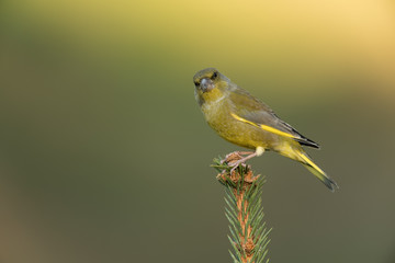 European greenfinch, Chloris chloris