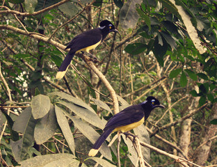 birds with dark head Plush crested Jay