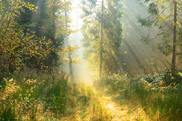 Obrazy  Poranek w lesie