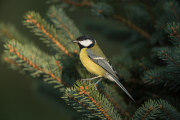 Great tit, Parus major