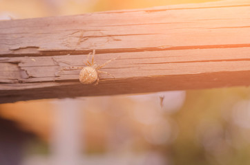 Orange Yellow Spider in a web located on a wood deck hand rail.