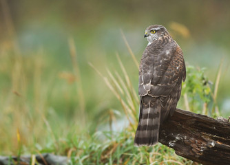 Euarsian sarrowhawk (Accipiter nisus)