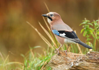Obraz premium Jay bird (Garrulus glandarius)