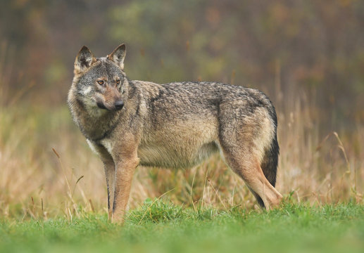 Gray wolf (Canis lupus)