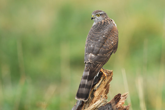 Euarsian Sarrowhawk (Accipiter Nisus)