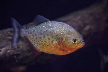 Red belly piranha