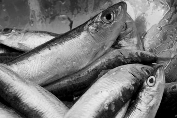 Sardines in a stainless steel bucket