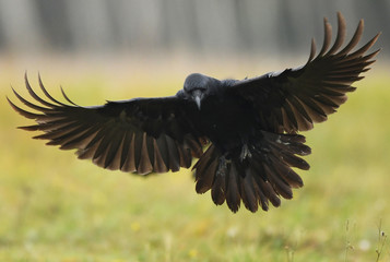 Raven